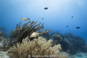 Playa del Carmen by Antonio Venturelli 